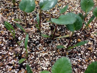 海浜植生の復元