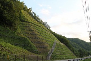 地域性種苗による法面緑化B