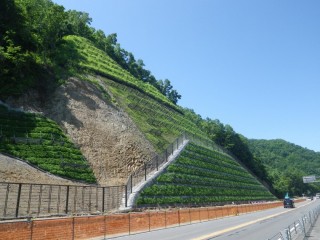 地域性種苗による法面緑化B