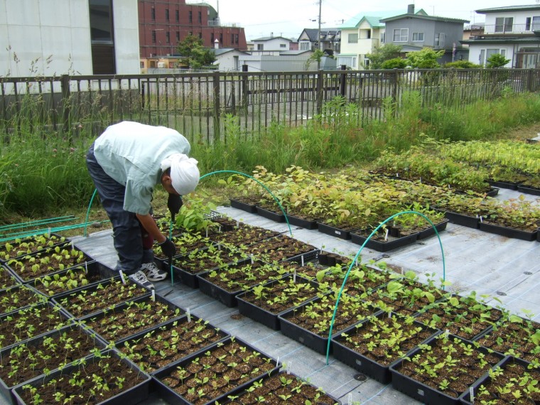 地域性種苗の育成、森づくり