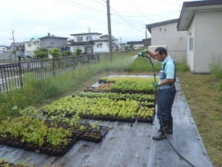 地域性種苗の育成、森づくり