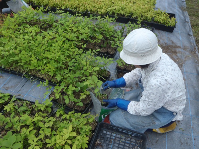 地域性種苗の育成、森づくり