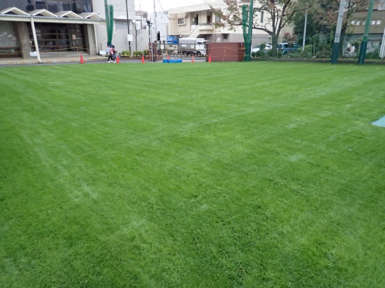 墨田区立小学校校庭芝生管理