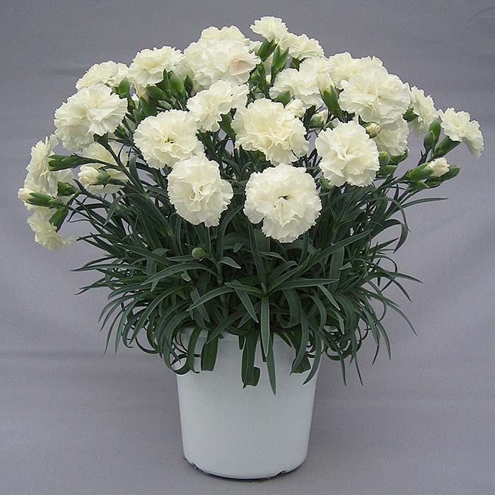 Pot Carnation Compact Pot Carnation Pot Flower Products Snow Brand Seed Co Ltd