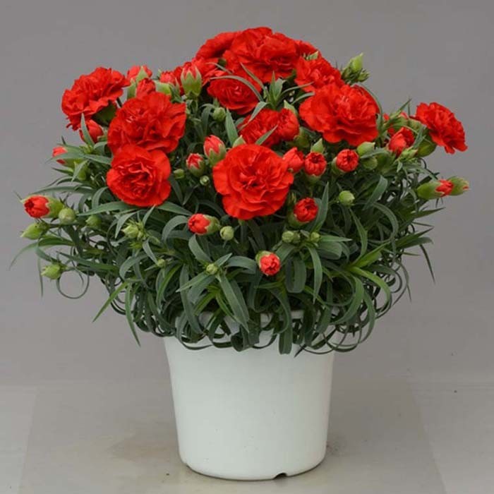 Pot Carnation Compact Pot Carnation Pot Flower Products Snow Brand Seed Co Ltd