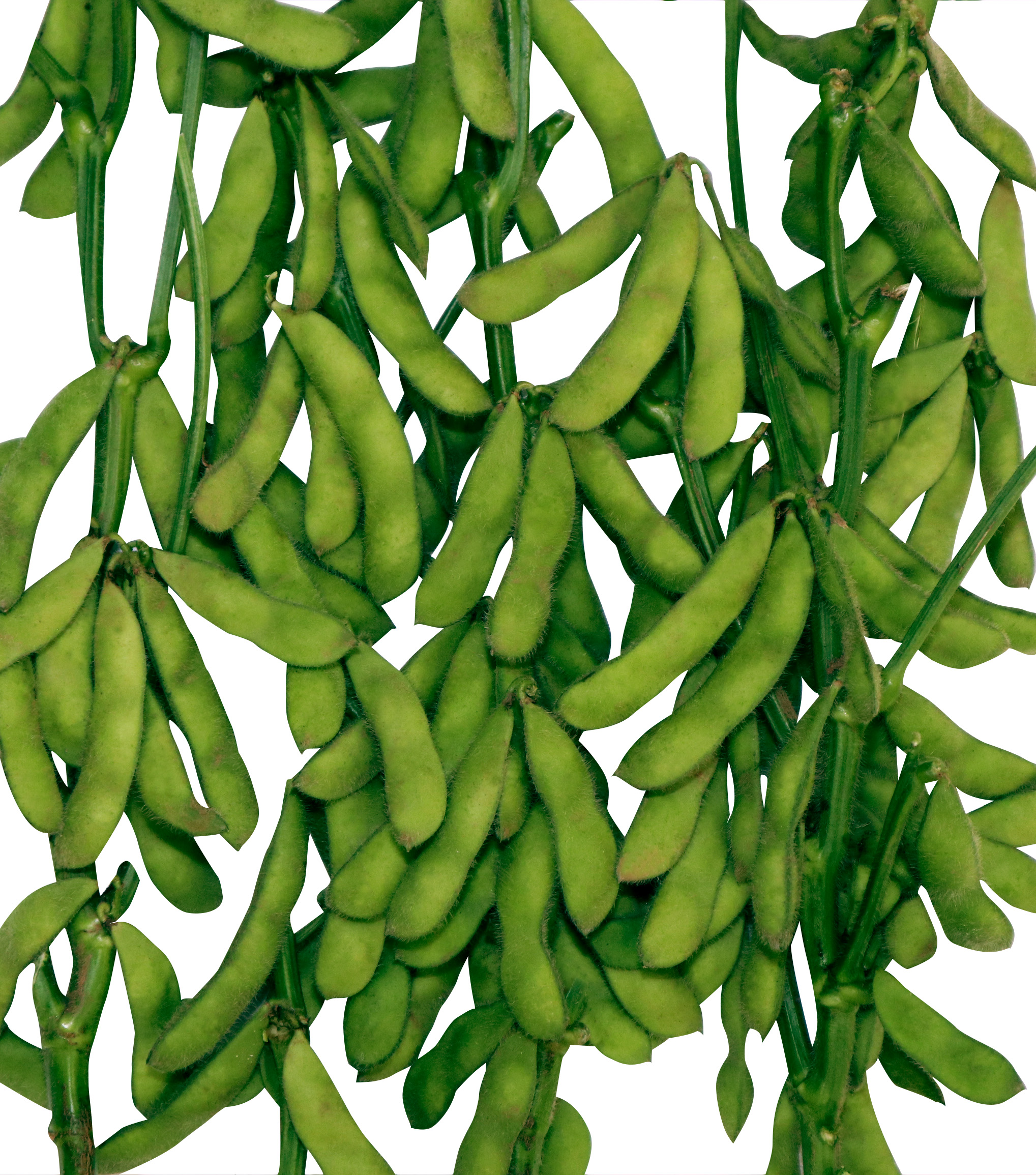 野菜 エダマメ の新品種 販売開始のお知らせ お知らせ 雪印種苗株式会社 野菜 エダマメ の新品種 販売開始のお知らせ お知らせ 雪印種苗株式会社