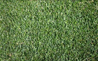 ケンタッキーブルーグラス 寒地型芝草種子 環境緑化分野 商品情報 雪印種苗株式会社