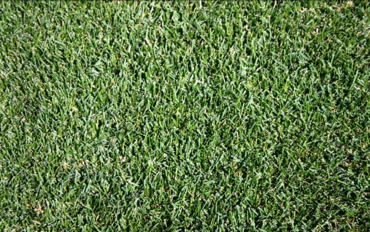 ヌーブループラス ケンタッキーブルーグラス 寒地型芝草種子 環境緑化分野 商品情報 雪印種苗株式会社