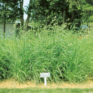 オーチャードグラス 寒地型永年牧草種子 酪農畜産分野 商品情報 雪印種苗株式会社