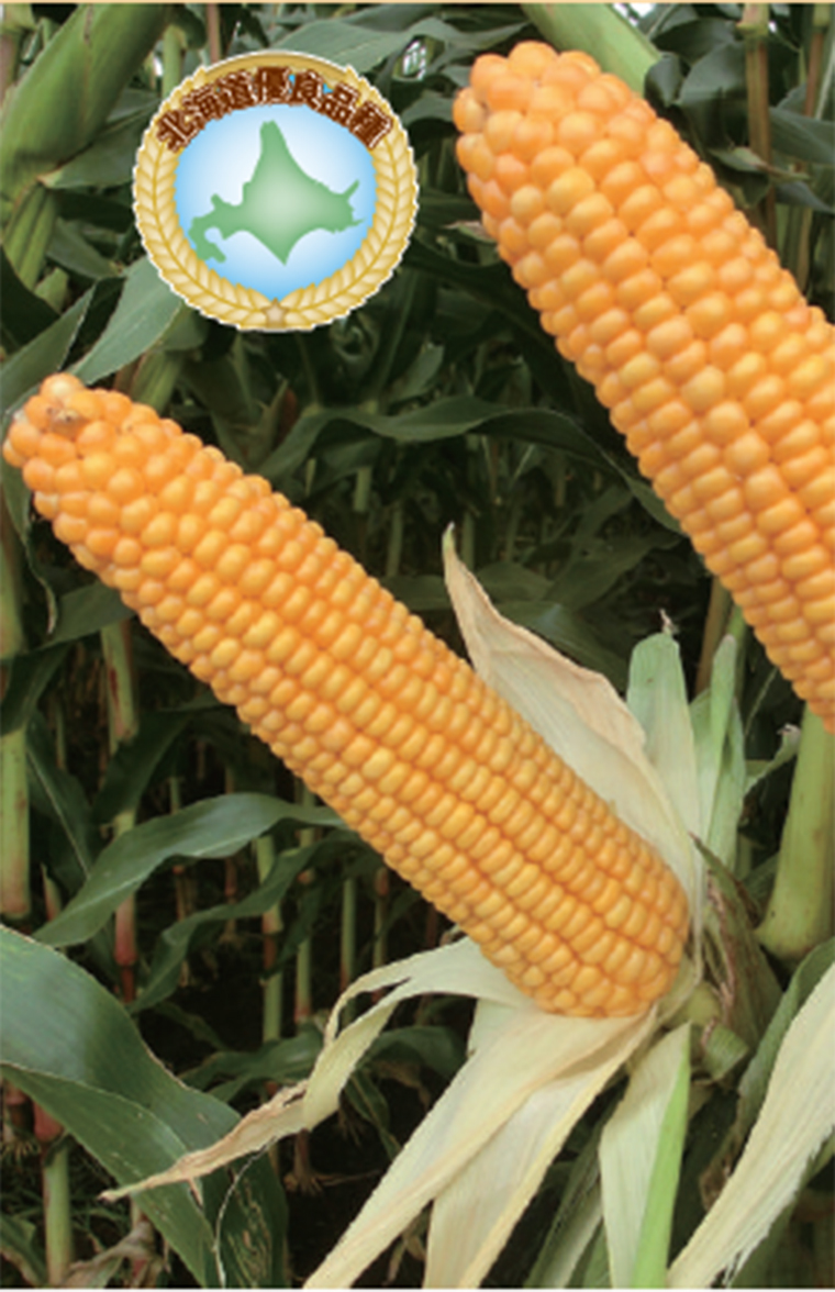 ニューデント78 ソリード Anjou227 トウモロコシ トウモロコシ種子 酪農畜産分野 商品情報 雪印種苗株式会社