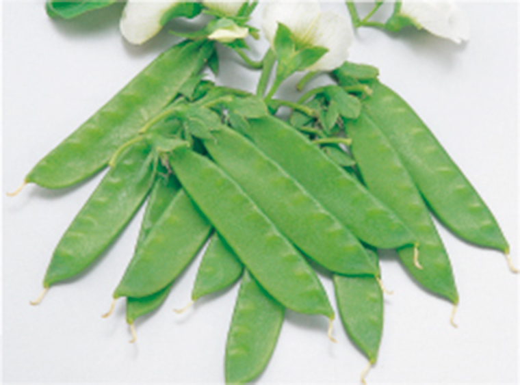 電光絹莢｜エンドウ｜野菜種子｜畑作園芸分野｜商品情報｜雪印種苗株式会社