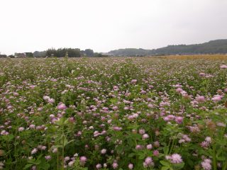 まめ小町