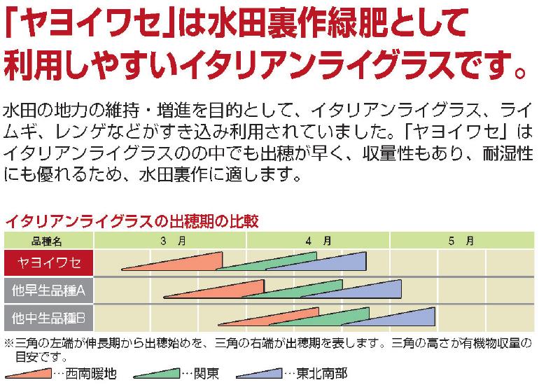 ヤヨイワセ｜イタリアンライグラス｜緑肥作物種子｜畑作園芸分野｜商品情報｜雪印種苗株式会社