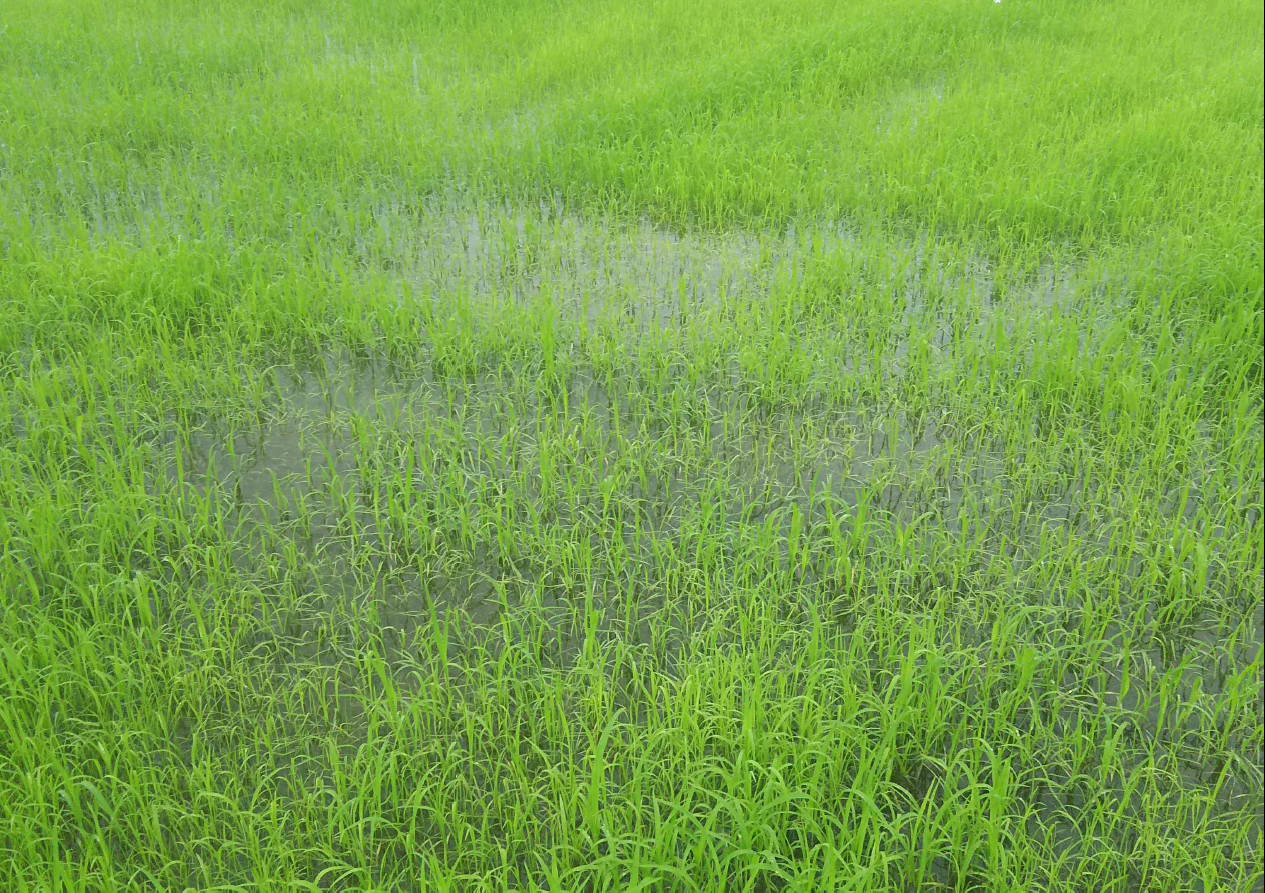 写真は冠水した圃場でも生育するテフグラス