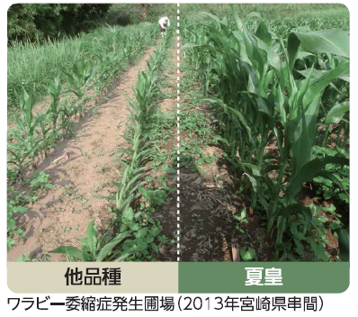 夏皇ワラビー萎縮症発生圃場での様子