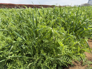 ソイルブースト（藤えもんとヘイオーツ）