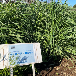 ソイルブースト（藤えもんとヘイオーツ）