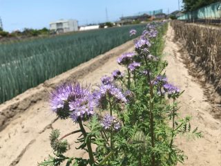 アンジェリア