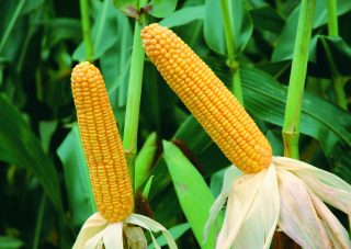 ネオデント アシル90 Sh1353 トウモロコシ トウモロコシ種子 酪農畜産分野 商品情報 雪印種苗株式会社