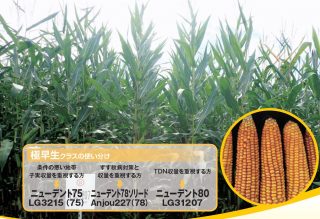 トウモロコシ トウモロコシ種子 酪農畜産分野 商品情報 雪印種苗株式会社