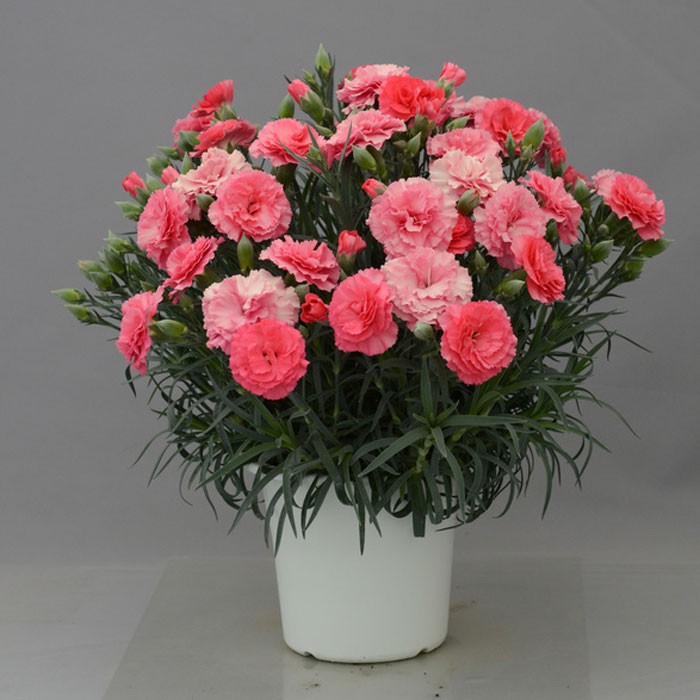 綺麗なカーネーション ピンク 品種 - 最高の花の画像