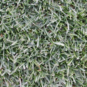 芝生用草種の特徴 環境緑化分野 商品情報 雪印種苗株式会社