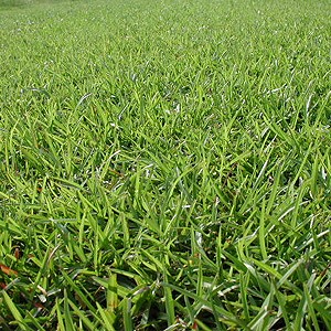 芝生用草種の特徴 環境緑化分野 商品情報 雪印種苗株式会社