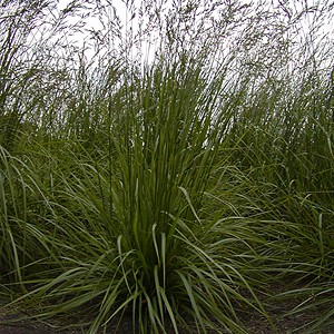 芝生用草種の特徴 環境緑化分野 商品情報 雪印種苗株式会社 芝生用草種の特徴 環境緑化分野 商品情報 雪印種苗株式会社