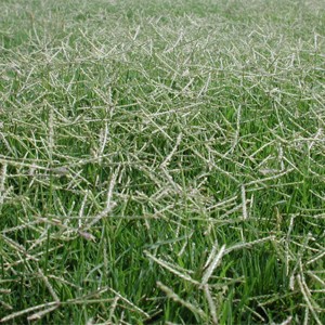 芝生用草種の特徴 環境緑化分野 商品情報 雪印種苗株式会社