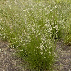芝生用草種の特徴 環境緑化分野 商品情報 雪印種苗株式会社 芝生用草種の特徴 環境緑化分野 商品情報 雪印種苗株式会社