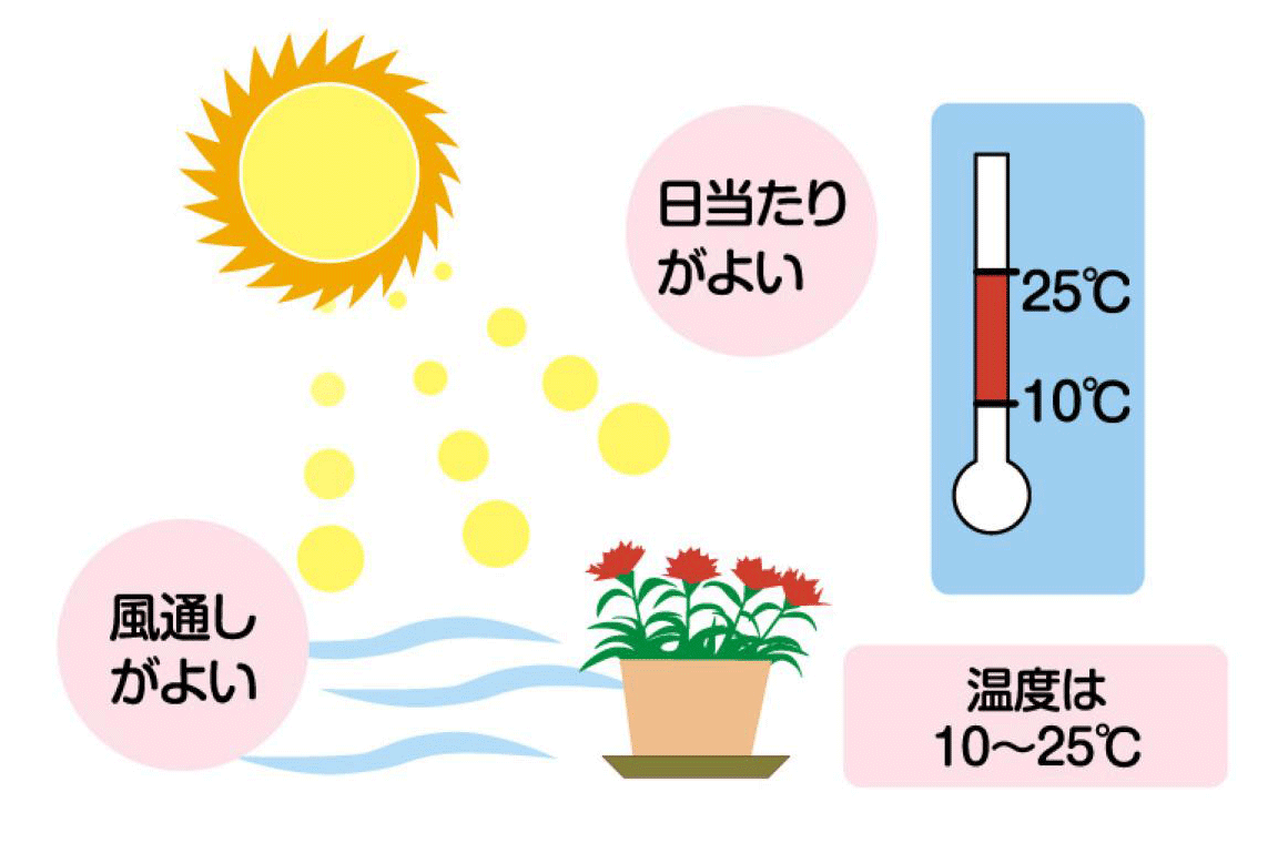 ポットカーネーションのお手入れ方法 畑作園芸分野 商品情報 雪印種苗株式会社