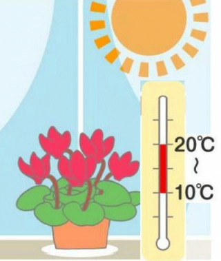 シクラメンのお手入れ方法 畑作園芸分野 商品情報 雪印種苗株式会社